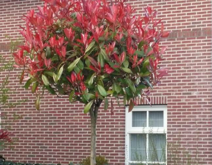 Photinia Red Robin 150cm