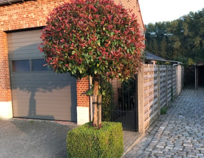 Photinia Red Robin 150cm