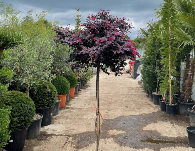Loropetalum ´Fede´ pe o tulpină