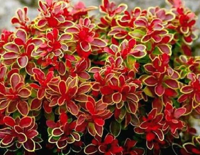Drăcilă japoneză-Coral
