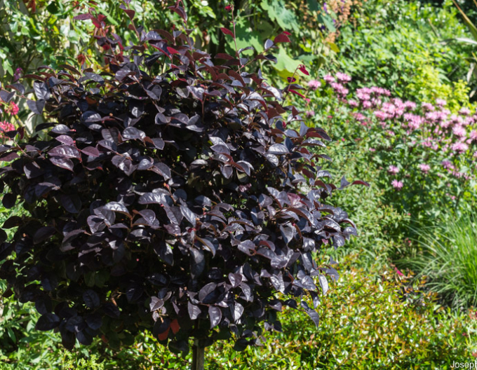 Loropetalum ´Fede´ pe o tulpină
