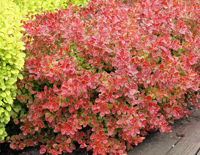 Drăcilă japoneză-Coral