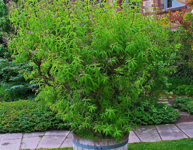 Lămăita