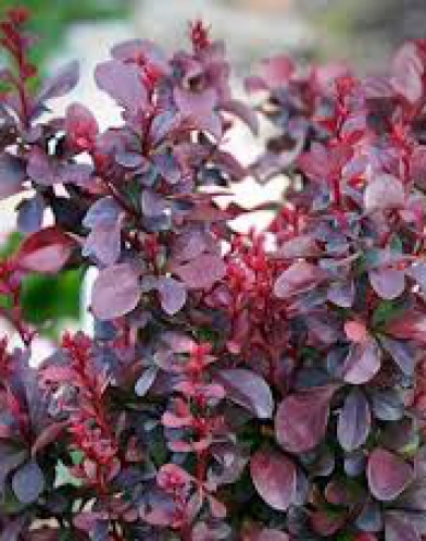 Berberis thunbergii "Concorde"