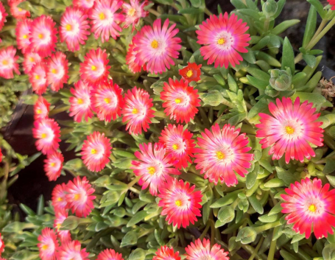 Delosperma "Ice Cream Salmon