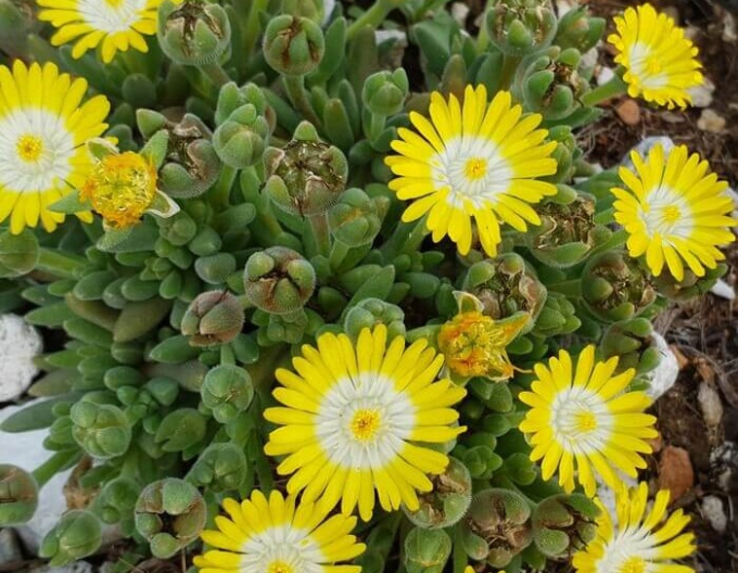Delosperma "Ice Cream Yellow