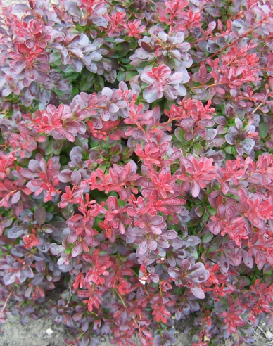 Drăcilă japoneză´Atropurpurea Nana´