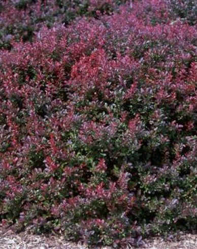 Drăcilă japoneză´Atropurpurea Nana´