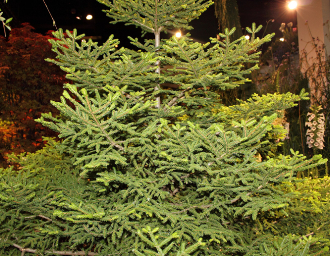 Molid de est ´Gracilis´
