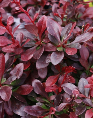 Drăcilă japoneză´Atropurpurea Nana´