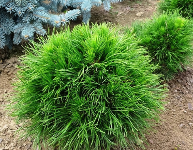 Pin de munte ´Varella´