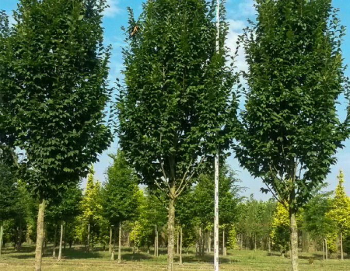 Carpen columnar ´Fastigiata´ pe o tulpină