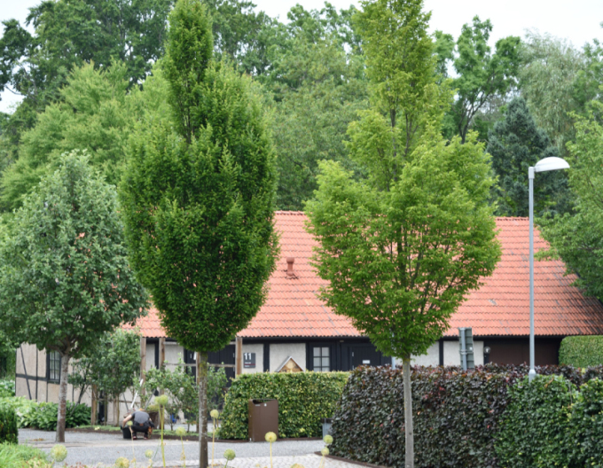 Carpen columnar ´Fastigiata´ pe o tulpină