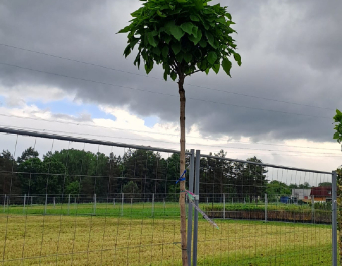 Catalpa ovata
