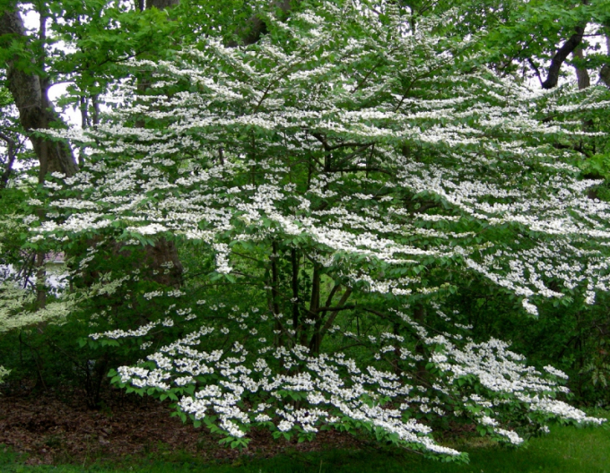 Cornus kousa´Cascade´