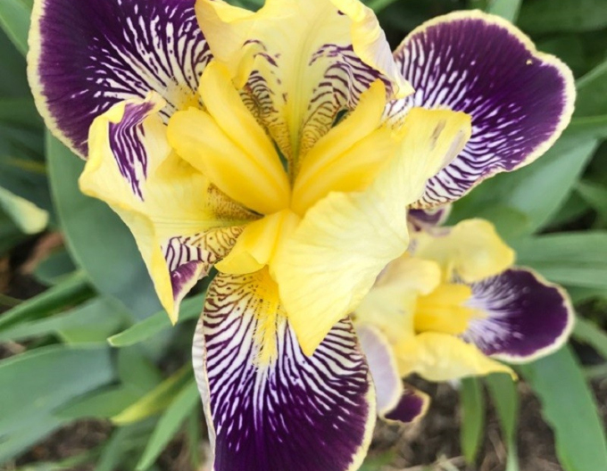 German Iris ´Nibelungen´