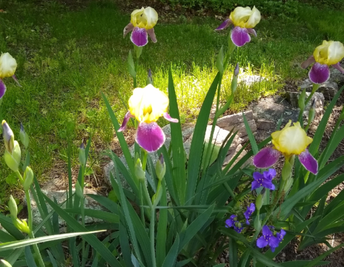 German Iris ´Nibelungen´