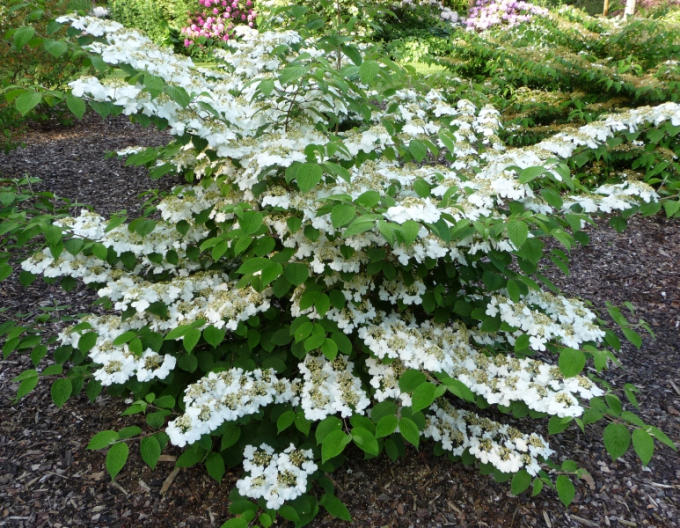 Cornus kousa´Cascade´