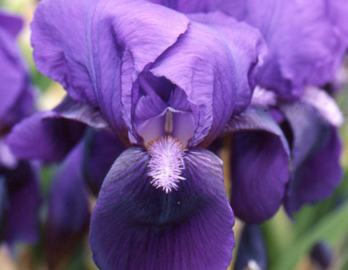 Iris german "Eleanor Roosevelt
