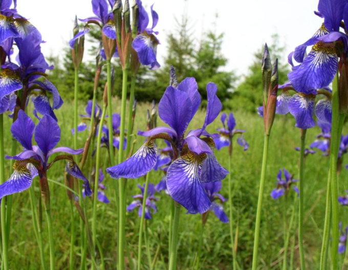 Iris german "Eleanor Roosevelt
