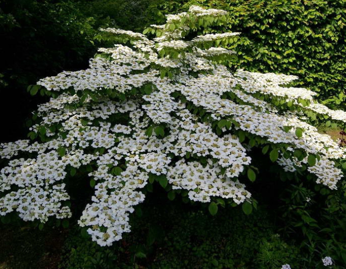 Cornus kousa´Cascade´