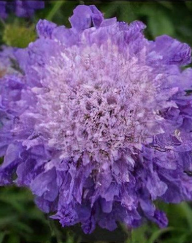 Scabiosa ´Blue Note´