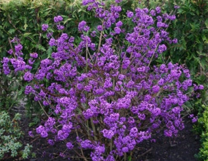 Calicarpa bodimieri´Profusion´