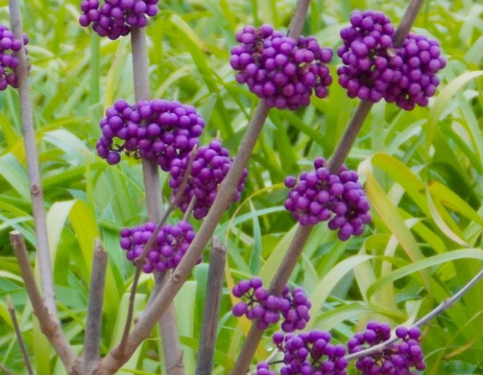 Calicarpa bodimieri´Profusion´