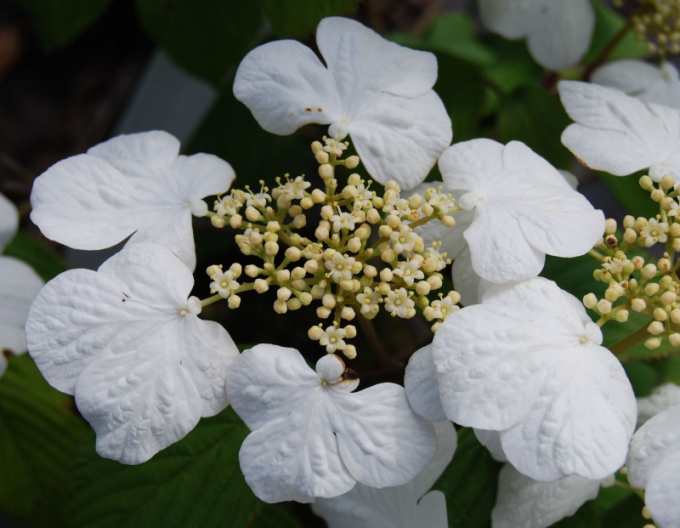 Cornus kousa´Cascade´