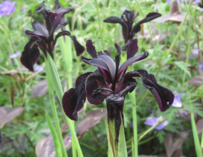 Iris german Black Knight