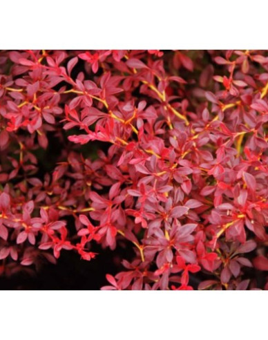 Berberis thunbergii ´Red Dream´
