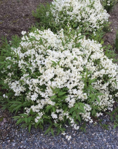 Deutzia pitică albă ´Nikko´