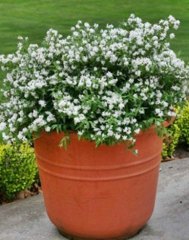 Deutzia pitică albă ´Nikko´