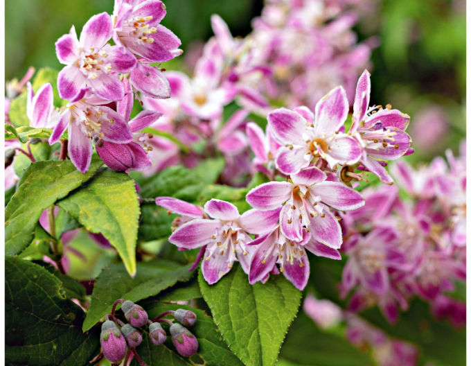 Deutzia´Strawberry Fields