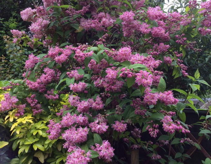 Deutzia´Strawberry Fields