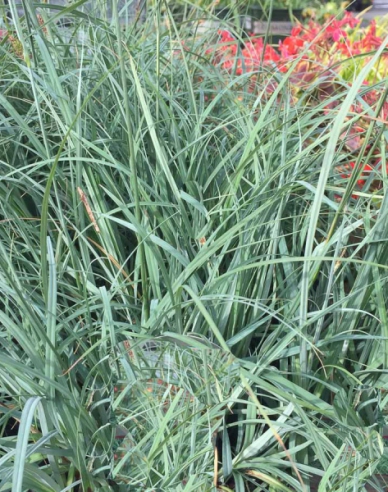 Carex Blue Zinger 1,5L