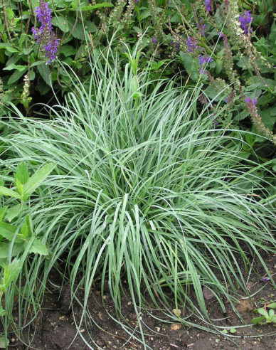 Carex Blue Zinger 1,5L