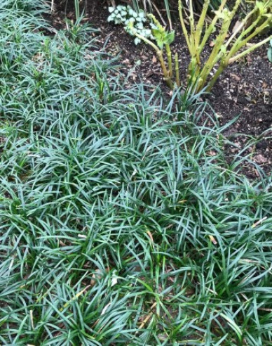 Ophiopogon ´Minor´