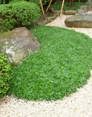 Ophiopogon ´Minor´