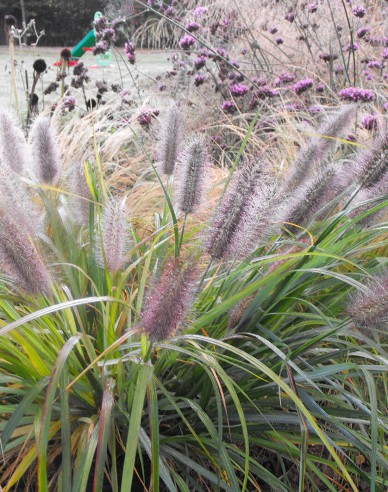 Pennisetum alopecuroides (iarbă-fântână) "Moudry" 1,5L