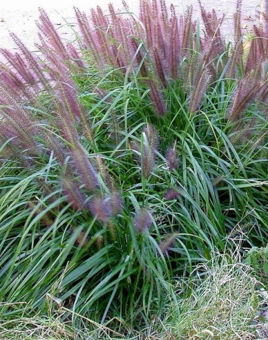 Pennisetum alopecuroides (iarbă-fântână) "Moudry" 1,5L