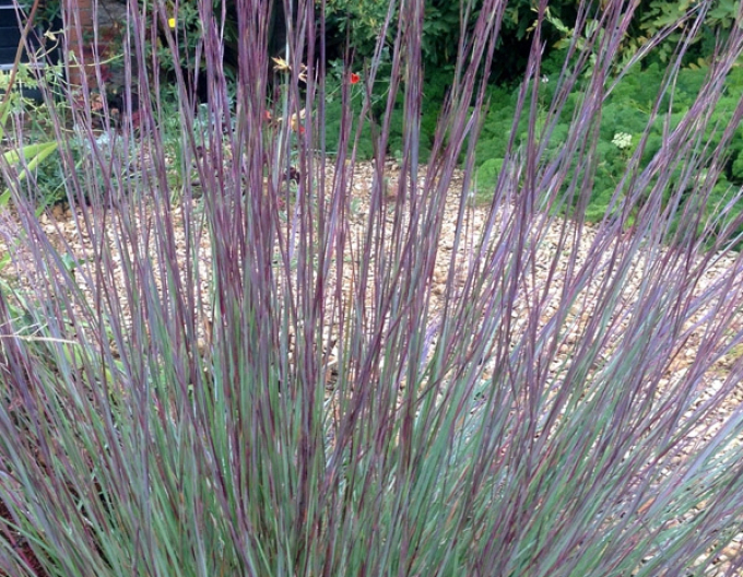 Barbă Prairie Blues 1L