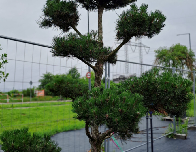 Pin de pădure-bonsai