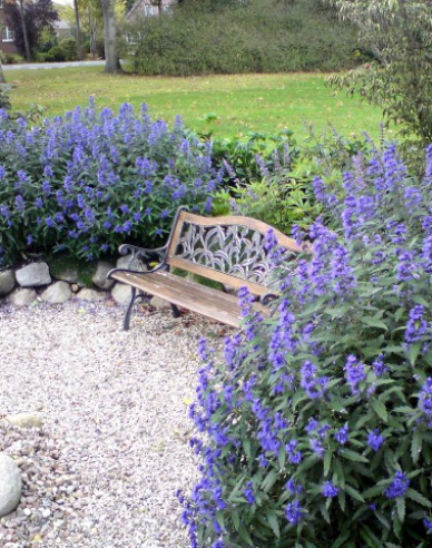 Caryopteris × clandonensis "HEAVENLY BLUE" 9x9
