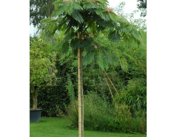 Albizia roz pe un pandantiv