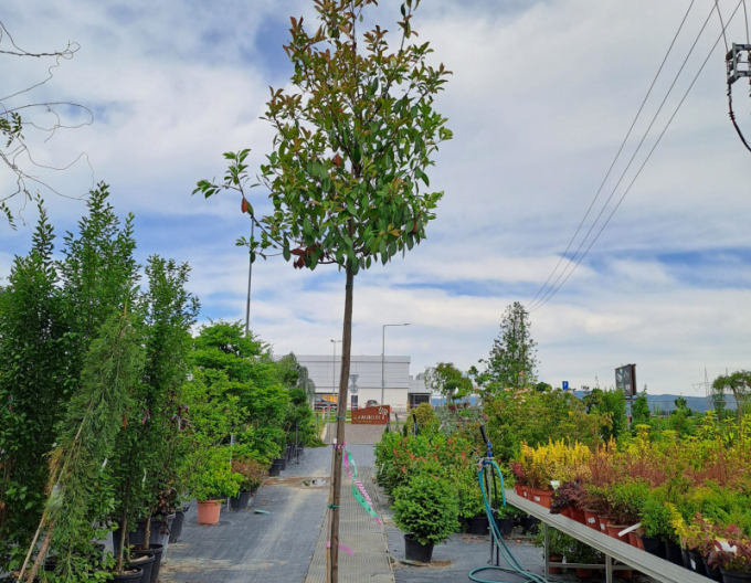 Photinia Red Robin 150cm
