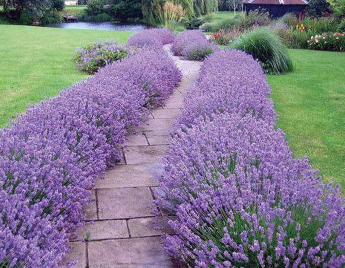 Lavanda "Super Blue