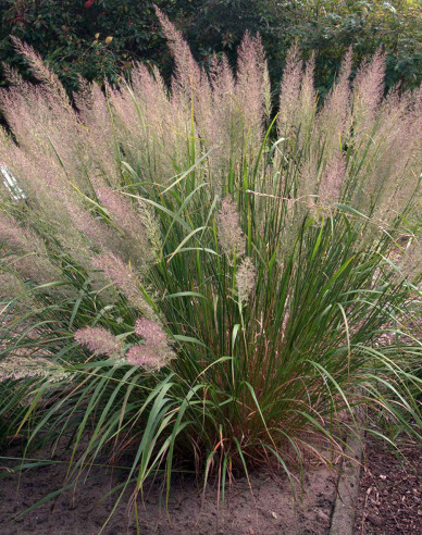 Calamagrostis brachytricha