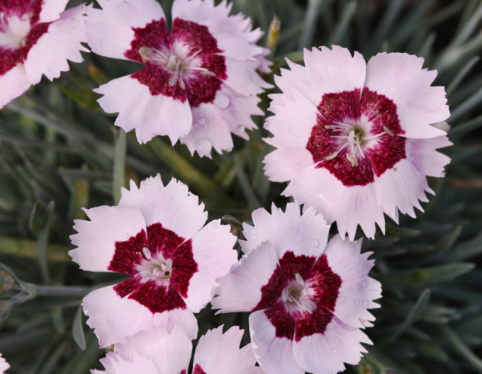 Garoafa ´Mountain Frost Ruby Snow´