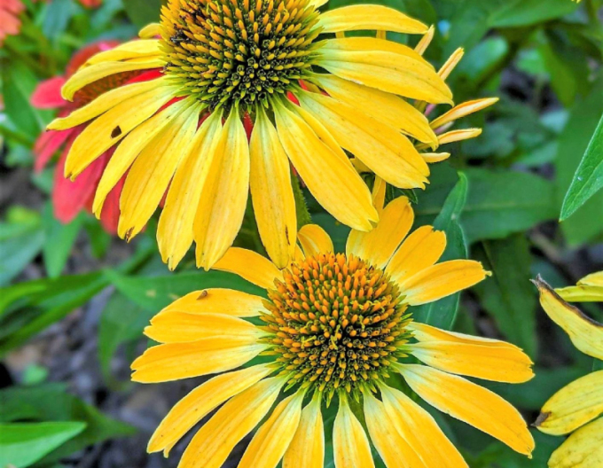 Echinacea ´Golden Skipper´